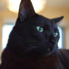 GATO