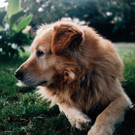 PERRO